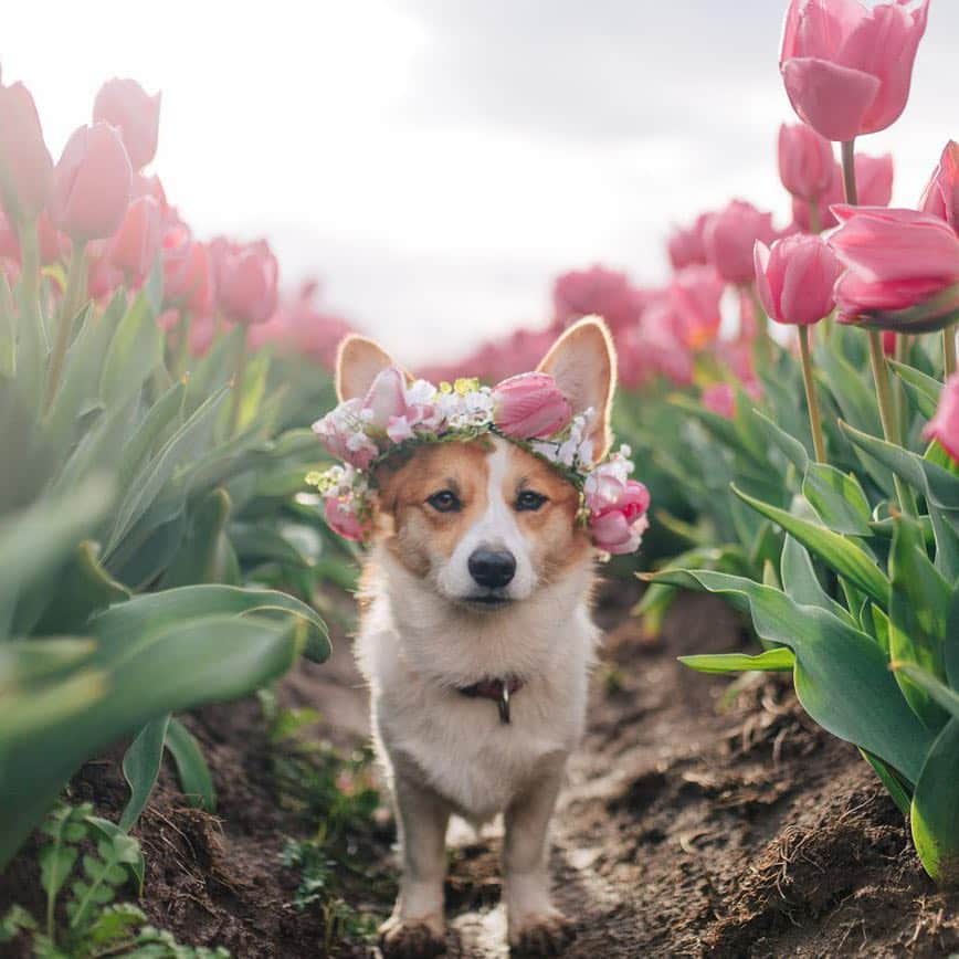 DogsOf Instagramのインスタグラム：「“Spring: a time for new beginnings, new life, and slaying the style game 🌹” writes @littlepnwpups  #dogsofinstagram」