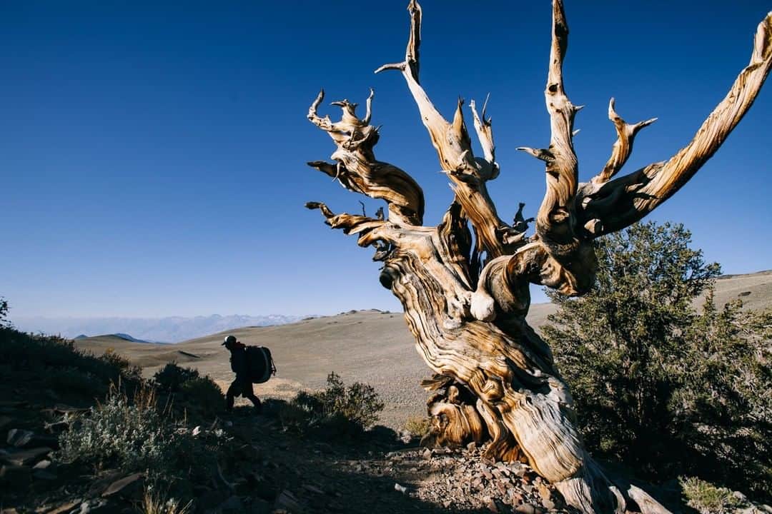 National Geographic Travelさんのインスタグラム写真 - (National Geographic TravelInstagram)「Photo by @jodymacdonaldphoto | If you’ve ever wanted to travel back in time, this is an excellent place to start. In the White Mountains of California, you will find the oldest recorded living thing on earth, the trees of the Ancient Bristlecone Pine Forest. Camp in the high alpine, look up at the stars and explore the timeless and magical beauty of the otherworldly pines that thrive in the seemingly inhospitable landscape. The oldest tree - called Methuselah is estimated to be more than 4700 years old. Follow me @jodymacdonaldphoto to see more images from my adventures around the world. #California」4月29日 6時50分 - natgeotravel