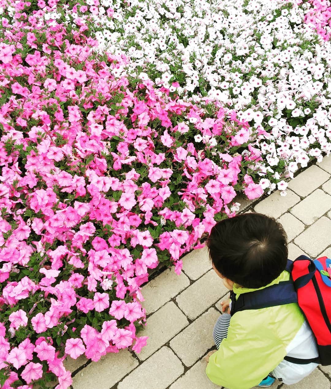 市川笑野さんのインスタグラム写真 - (市川笑野Instagram)「美しい花々に息子もうっとり。 #あしかがフラワーパーク2019 #ふじのはな物語 #３歳児 #美しい花々 #japan」4月29日 6時50分 - emino.i