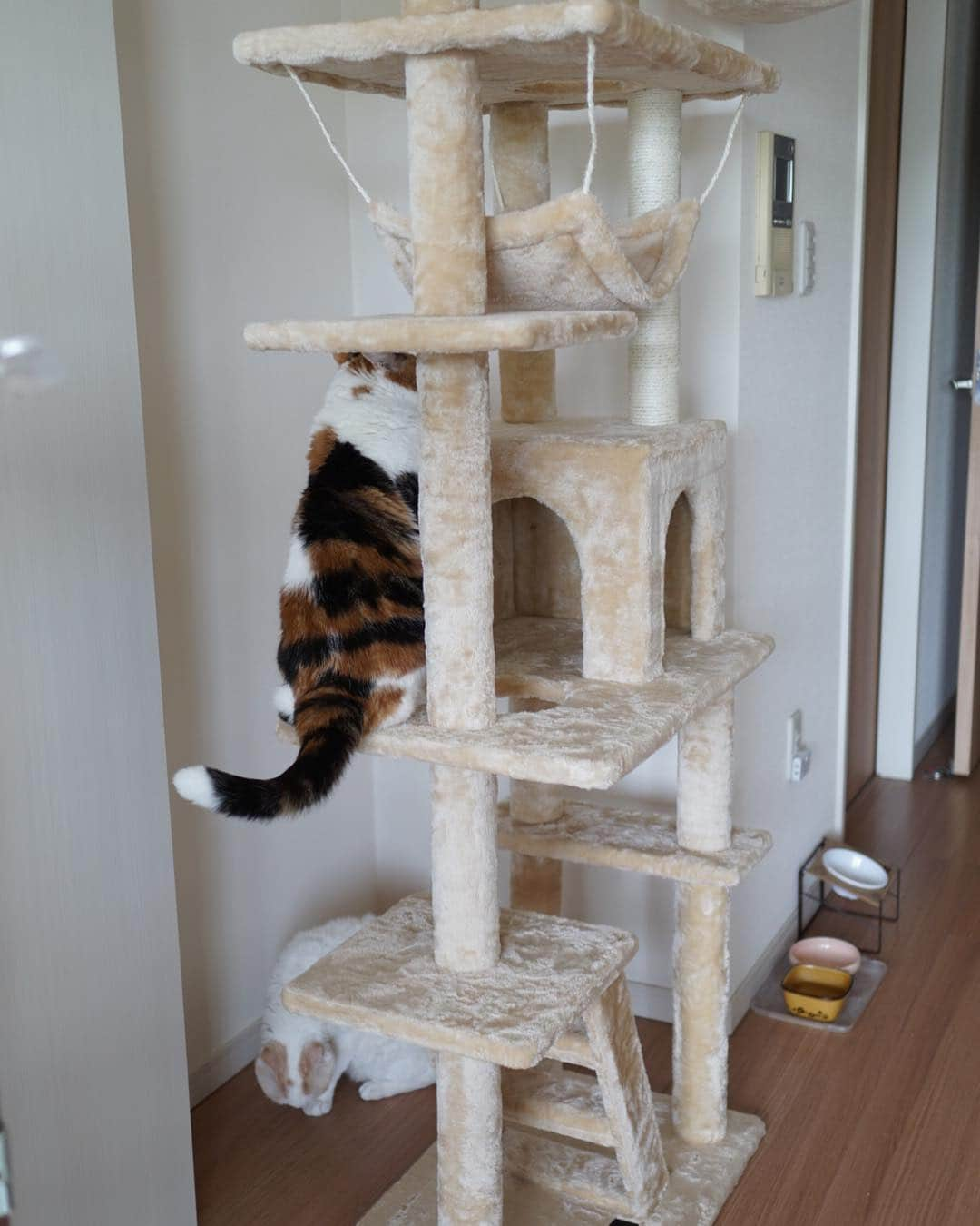 みかんさんのインスタグラム写真 - (みかんInstagram)「. Good morning〜☁️ play in the new cat tower🎶 . 箱の中身はこれだったにゃりー🎶 . .  #足長マンチカン #munchkin #柑橘姉弟 #ネコ #catstagram #cats_of_instagram #ig_catclub  #whim_fluffy #excellent_cats #cat_of_instagram #catsloversworld #ニャンコキュートクラブ #nekoclub #にゃび #みんねこ #cat #instacat #bestcataward #eclatcat #にゃんすたぐらむ #ペコねこ部」4月29日 6時45分 - aja.ri