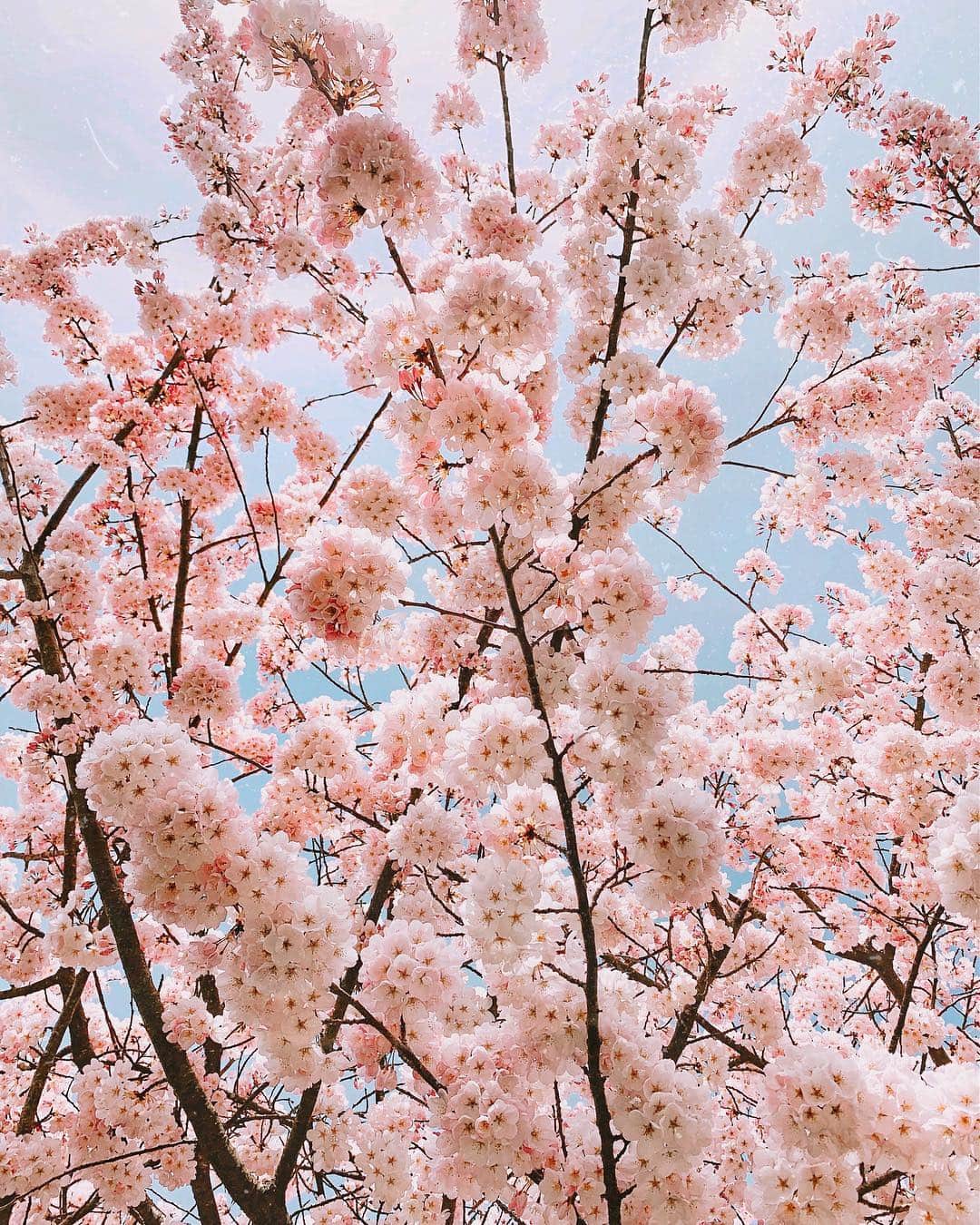 AikA♡ • 愛香 | JP Blogger • ブロガーのインスタグラム：「When your bestie randomly send you the prettiest 🌸 photo, your day gets even brighter ✨😍 @stylemissmolly So hope this pic make your day a bit more cheering and shining too✨🌸☺️💓🤗 ..... #bffgoals #springblooms #cherryblossom #flowerstagram #sopretty #happysundays #seattle」