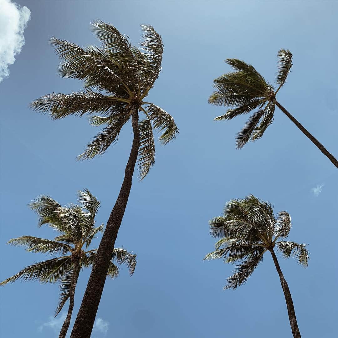 春名亜美さんのインスタグラム写真 - (春名亜美Instagram)「晴れてきた🌤 ・ ・ ・ #goodmorning  #Hawaii #ハワイ #palmtree #palm #hawaiilife #ハワイ暮らし #ハワイ生活 #ハワイライフ」4月29日 7時08分 - amiharunaami