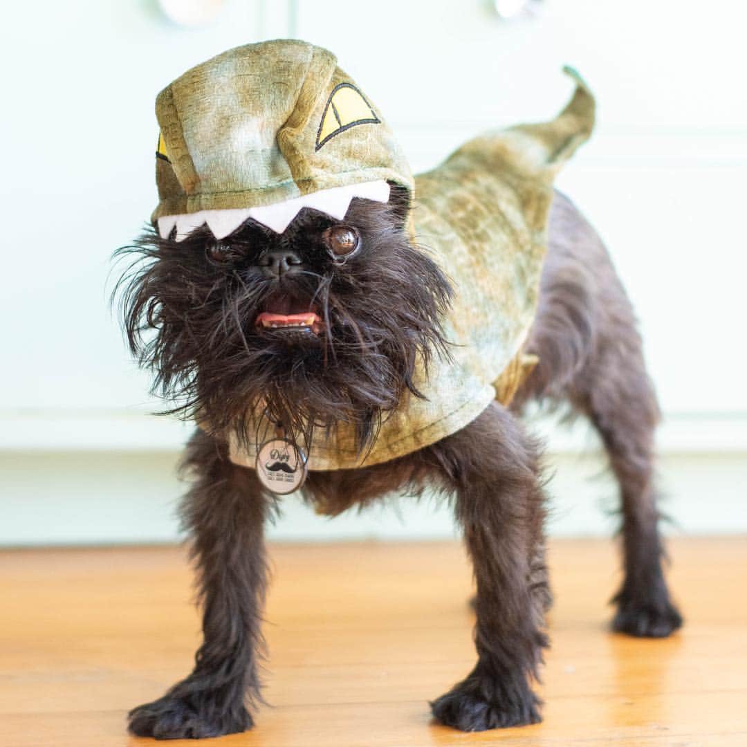 Digby & Aloのインスタグラム：「When you do all your shopping at @kmartaus」