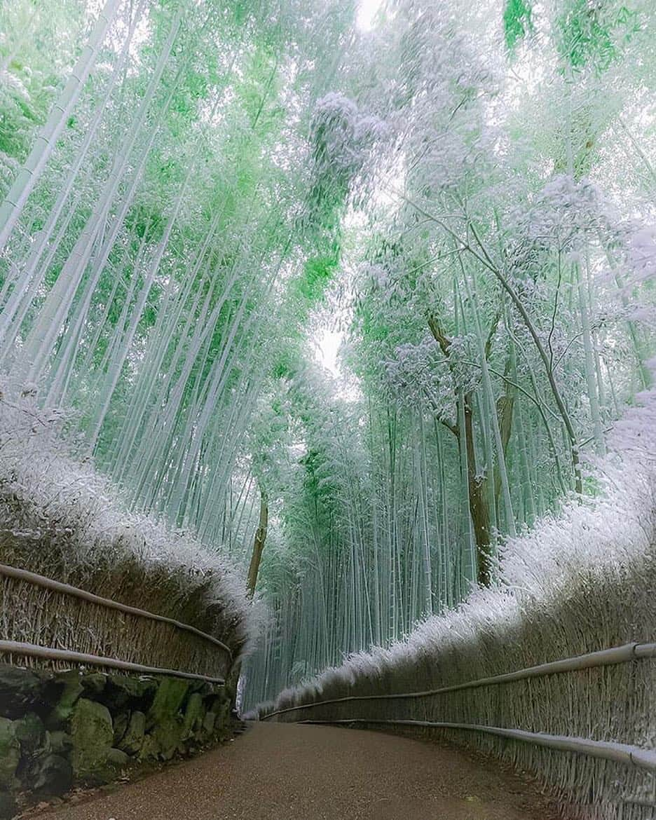 Canon Photographyさんのインスタグラム写真 - (Canon PhotographyInstagram)「The most beautiful Bamboo forest set in Kyoto! Who would like to take a stroll through here?  Photography | @_kana_kanai_chan  Kyoto, Japan  #japan #kyoto #canon_photos #photographie #bambooforest #bamboo」4月29日 7時24分 - cpcollectives