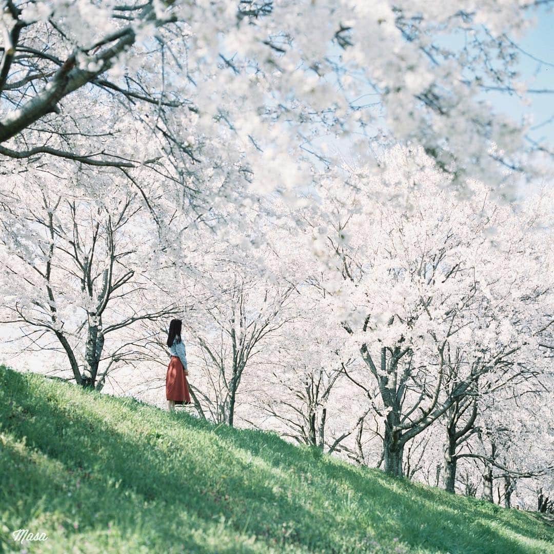 Masaさんのインスタグラム写真 - (MasaInstagram)「. . . 昨日もこっち方面まで😌 同じ滋賀でも南から最北までなので結構時間はかかります🚗 . まだまだ桜です🌸 . . 撮影日 : 2019年4月13日 . #まっセル #ヤマプリ #hasselblad #ハッセルブラッド #instagramjapan #igersjp #tokyocameraclub #film_com #impression_shots #art_of_japan_ #photogenic_jp #GPW_members_only #good_portraits_world #film_jp #film #フィルム #filmcamera #filmphotography #portrait #ポートレート #photogram_archive #todays_blue_collection #pof_ig #hibi_jp #桜 #Cherryblossom #滋賀 #Shiga #長浜」4月29日 7時27分 - masa_nikonist