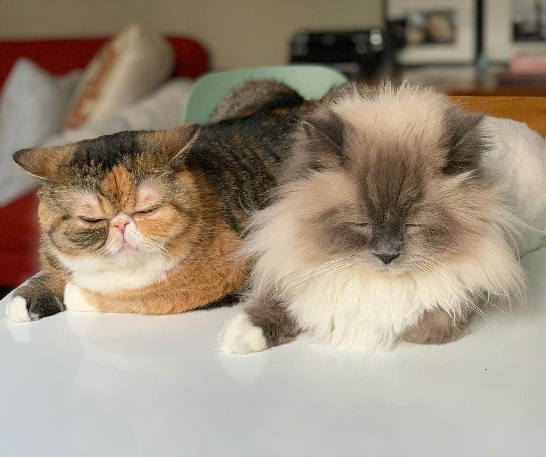 Tinaのインスタグラム：「Resting before the big battle tonight🥶」