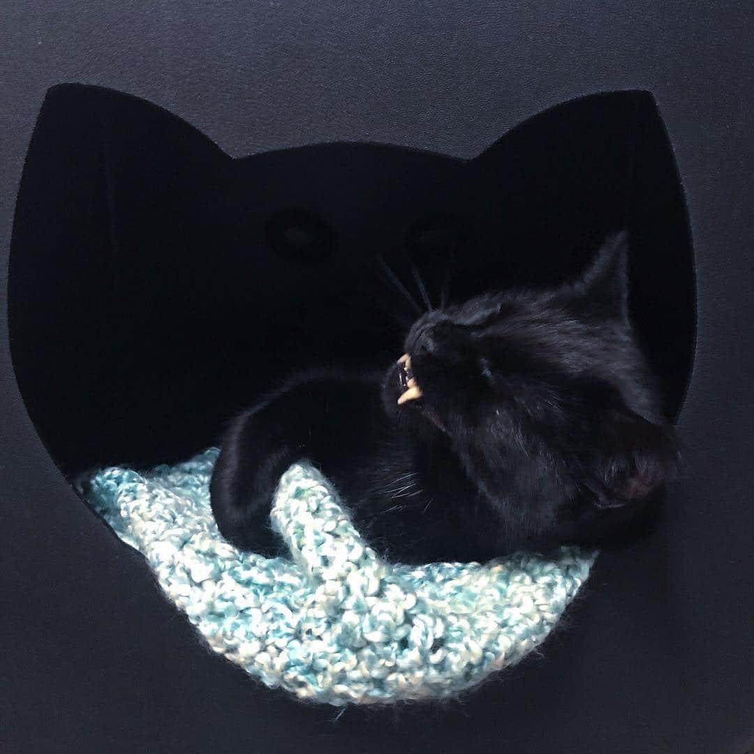 セルジオさんのインスタグラム写真 - (セルジオInstagram)「Another lazy Sunday listening to podcasts in my bat cave... . . #monkeybusiness #batcave #mancave #lazysunday #lazycat #podcastandchill #batcat #blackcats #blackcatsofinstagram #catsofinsta #catsofig #teef #vampirecat #panther #sabertooth #derp #derpface #catslife #spoiledcat #igcats #igkitty #catmom #catmomlife #happycat #happycatclub #curledup #cozycat #9gagcute #catinabox #catcave」4月29日 8時21分 - monkandbean