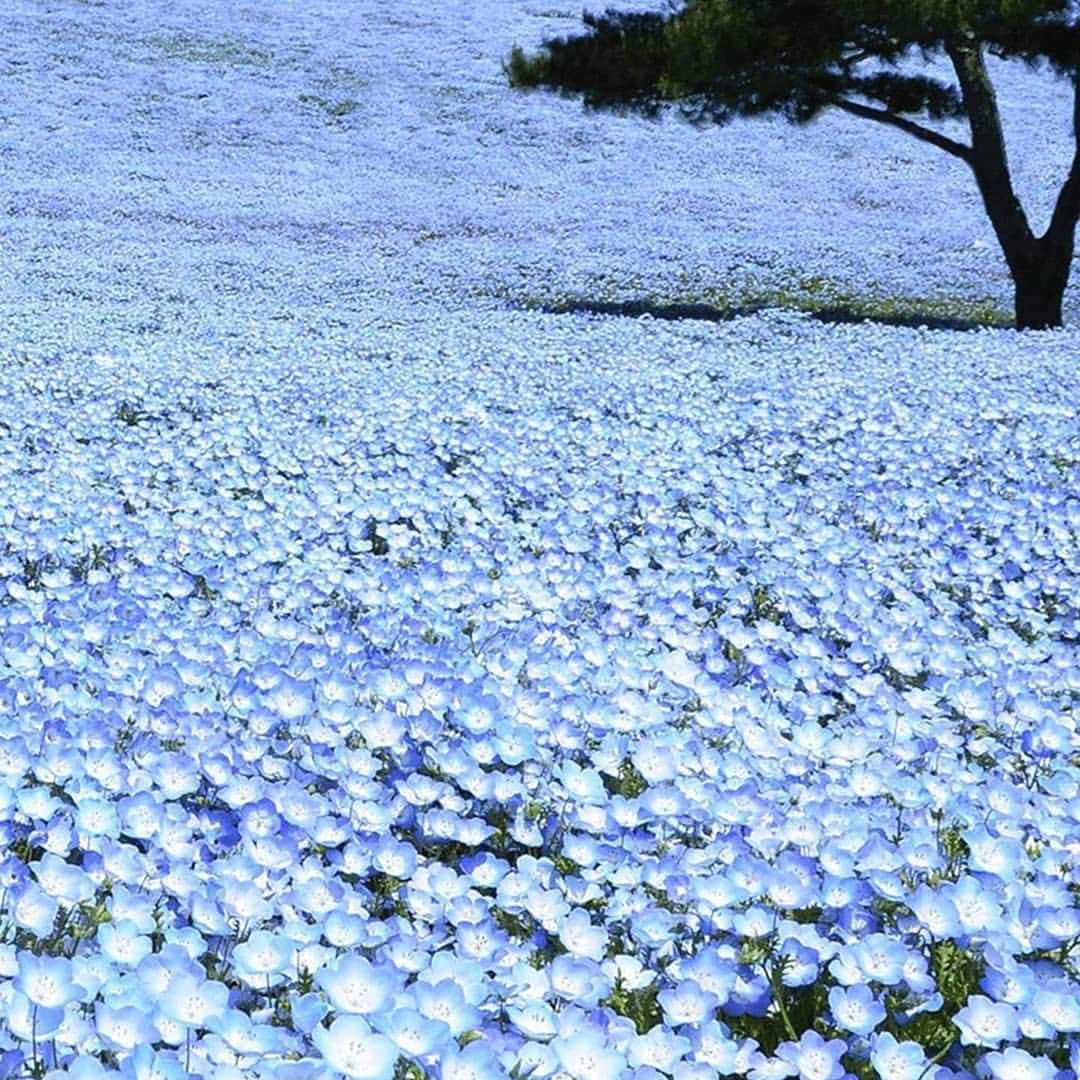 畠山智妃のインスタグラム