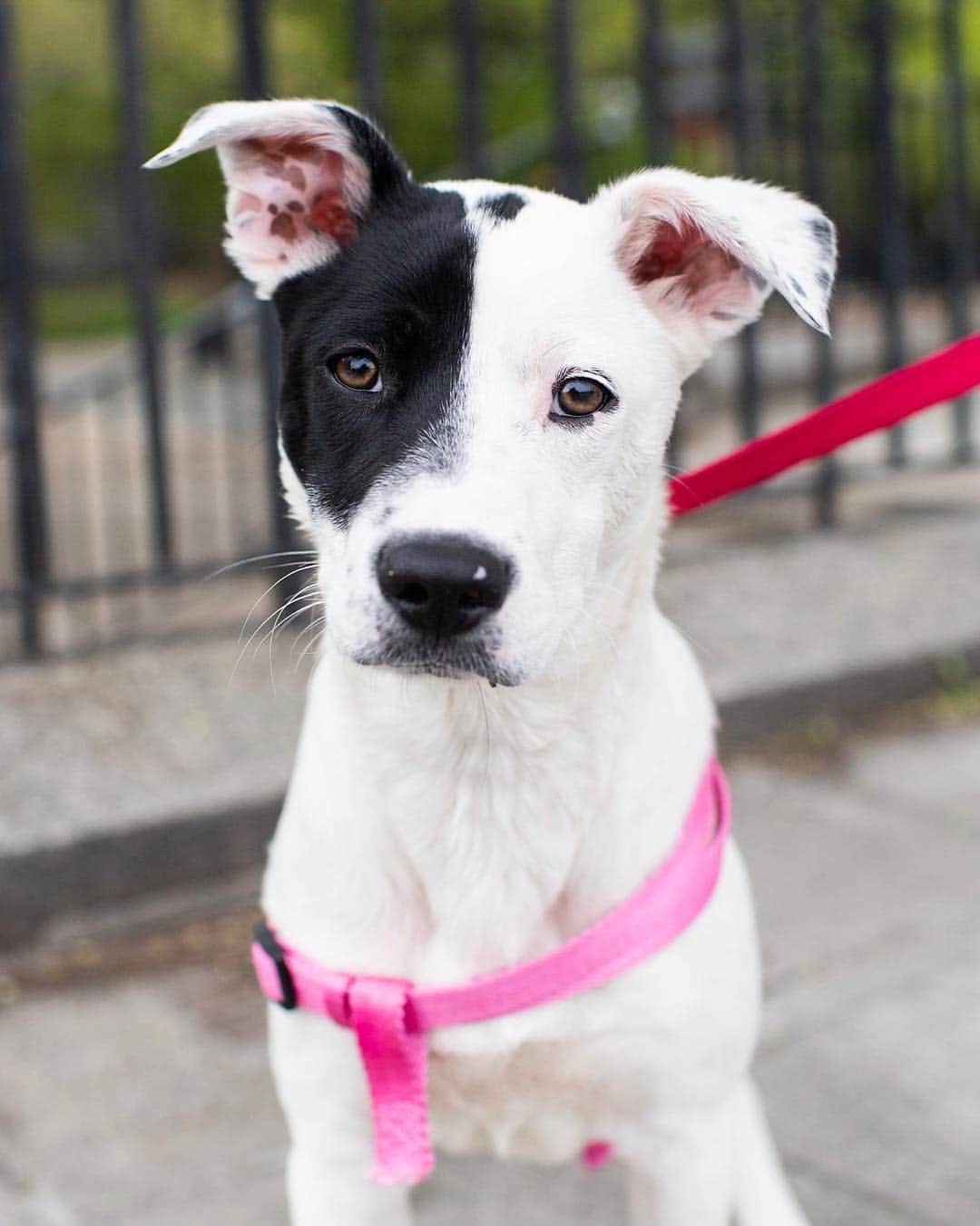 The Dogistさんのインスタグラム写真 - (The DogistInstagram)「Oreo, “A bitsa” mix (4 m/o), Carl Schurz Park, New York, NY • “She’s a ‘bitsa’ – little bits o’ this, bits o’ that. She’s going to be a therapy dog at our camp to work with kids with autism and ADHD. She’s going to have 600 kids playing with her all summer.” A rescue via @aspca」4月29日 8時32分 - thedogist