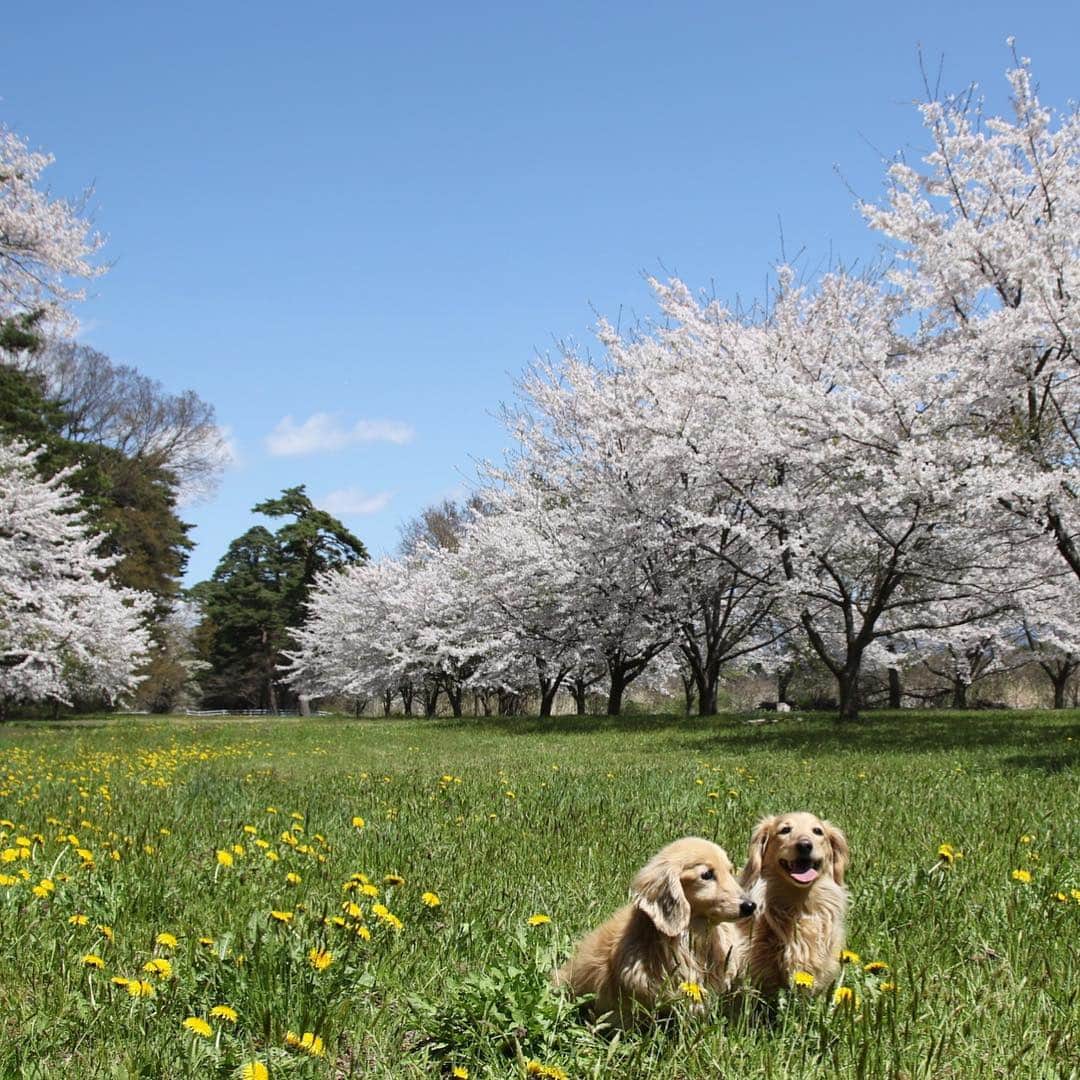 のインスタグラム：「🌸🐶🐶🌸 GW前半戦 今年もなんとか#桜ワンコ 撮れました  #カメラ嫌い同好会 #pecoいぬ部 #犬の生活が第一 #癒しわんこ #dachshund #犬バカ部 #短足部 #ふわもこ部 #tokyocameraclub #東京カメラ部」