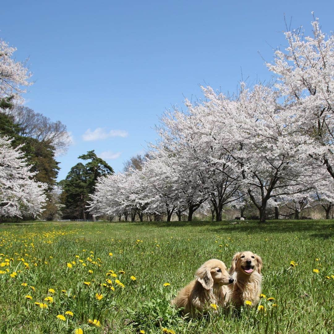 ハッチ＆ニコさんのインスタグラム写真 - (ハッチ＆ニコInstagram)「🌸🐶🐶🌸 GW前半戦 今年もなんとか#桜ワンコ 撮れました  #カメラ嫌い同好会 #pecoいぬ部 #犬の生活が第一 #癒しわんこ #dachshund #犬バカ部 #短足部 #ふわもこ部 #tokyocameraclub #東京カメラ部」4月29日 8時32分 - hacth427