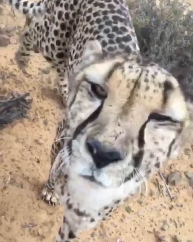 WildLifeのインスタグラム：「by @lisatorajaqueline My semi wild boys in the cheetah reserve coming up to say hi to momy 😍  Joti (left) & Shady (right) ❤️ I raised these boys but they are now under the status “semi wild” for many years.  It means they are wild in behavior (however not towards me as they know me) but not 100% independent yet. They’ve learned hunting skills with me when they were young before they were put into a dehumanization process. They’ve come far in their rehabilitation my lovely boys ❤️ I have been visiting them less and less often with the years and now I only once in a while spend some time with them. Although it’s hard it’s in their best interest ✨」