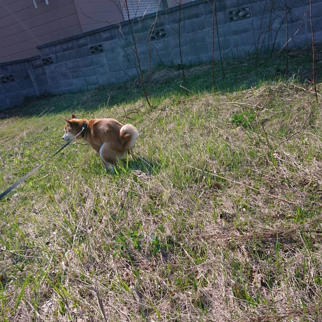 柴犬⭐️サスケさんのインスタグラム写真 - (柴犬⭐️サスケInstagram)「おはわん 犬バカ部#柴犬#赤柴#イケメン#わんだフォ#犬ら部#ふわもこ部#しばいぬ#日本犬#🐕📷#朝ん歩 #💩#shibagram#shibastagram#Japanesedog#shibadog#시바견#시바이누#시바스타그램#kaumo#pecoいぬ部」4月29日 8時49分 - shiba20150405