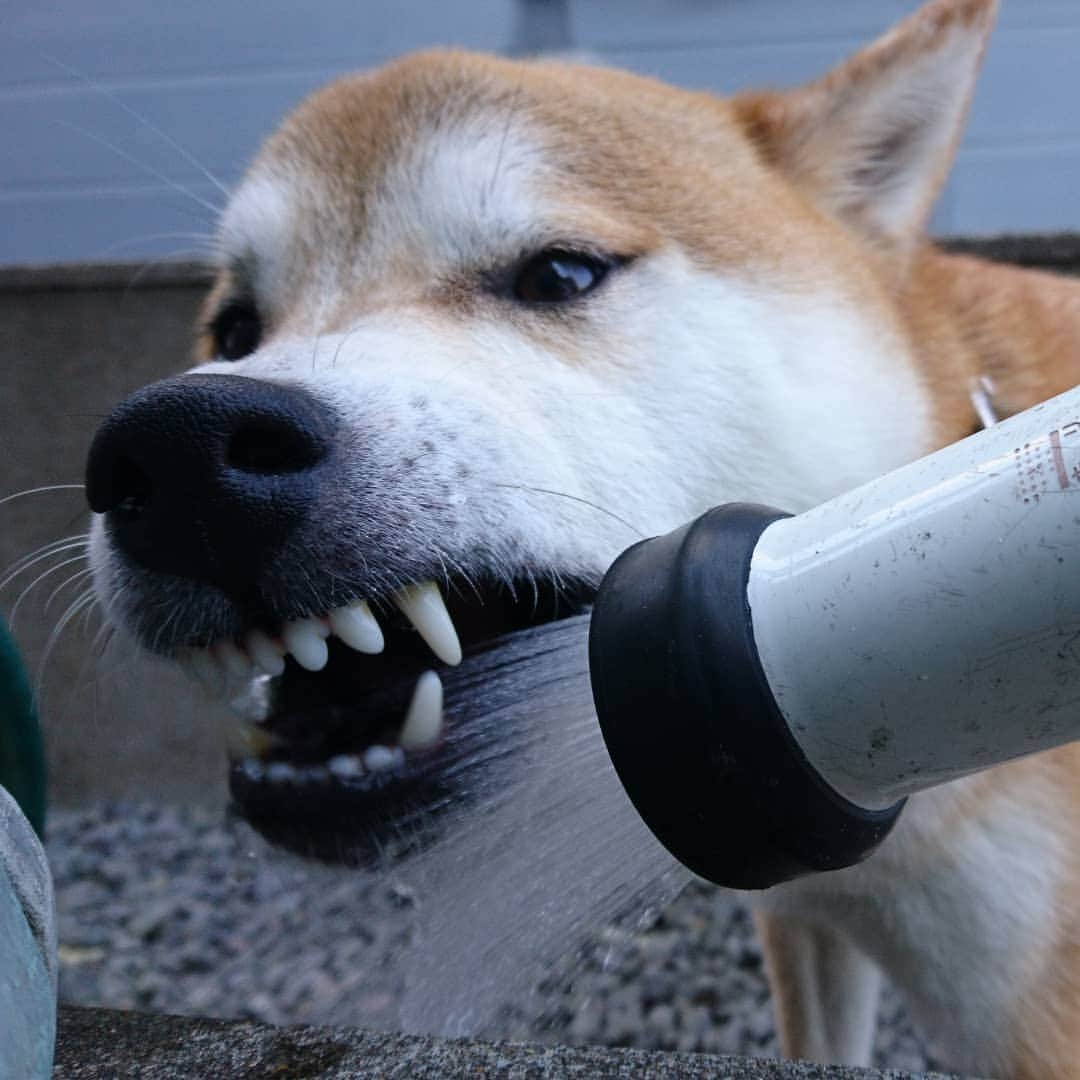 柴犬⭐️サスケのインスタグラム