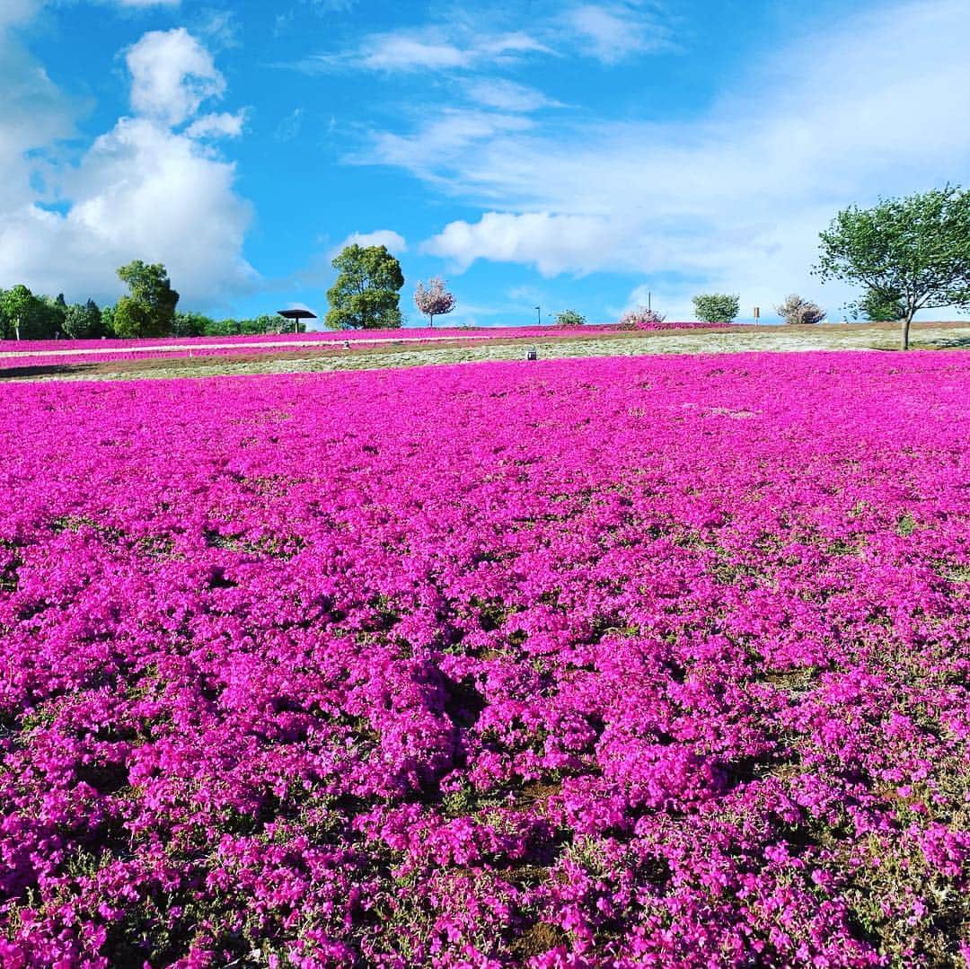 田中悦子さんのインスタグラム写真 - (田中悦子Instagram)「ピンクの絨毯💕⠀ ⠀  癒される💕⠀ ⠀  #芝桜 #ピンクの絨毯 #followme #強風の中 #笑」4月29日 8時56分 - etsuko.reborn25