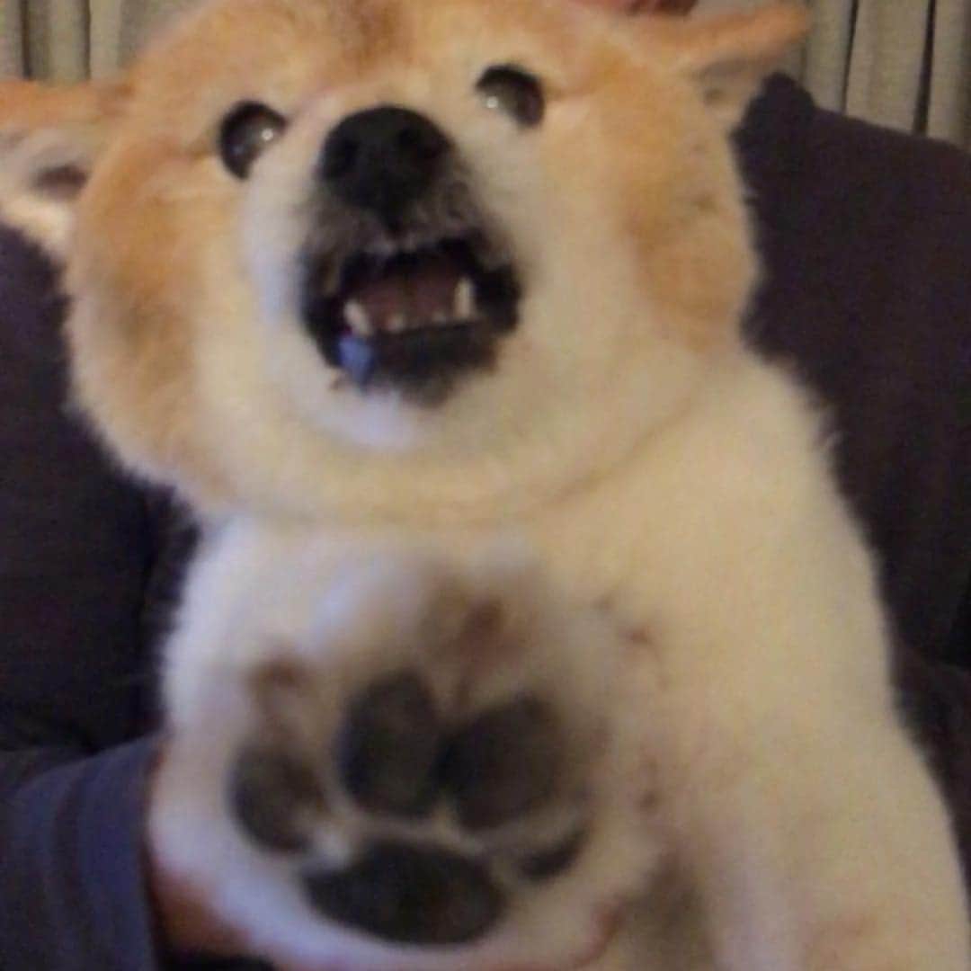 のインスタグラム：「“やめてよ🐾‼︎” かんわいぃ〜😍 . . . #ティンク #可愛い #肉球 #犬 #dog #doggy #lovelydog」