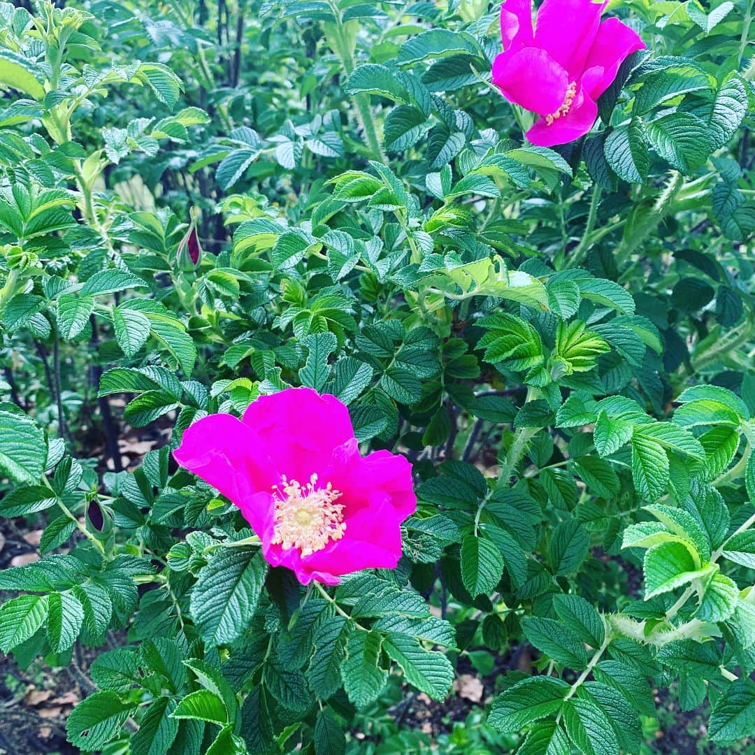 皇居ランナビのインスタグラム：「今日の東御苑。 バラ園のバラが咲き始めています😊 私はハマナスが好きです💕 ぜひ足を運んでみてくださいね✨  でも5/4は東御苑臨時休園なのでご注意を！  #皇居ランナビ #皇居ラン #ミズノで皇居ラン #ミズノで女子ラン #ランニング女子 #ランニング #ハシリマスタグラム #ランナ#workout #instagood #run #jog #fitness #tokyo #imperialpalace #japan #走るひと #走る人 #followme #おもてなし #おもてなしランナー #running #runningday #jogging #marathontraining」