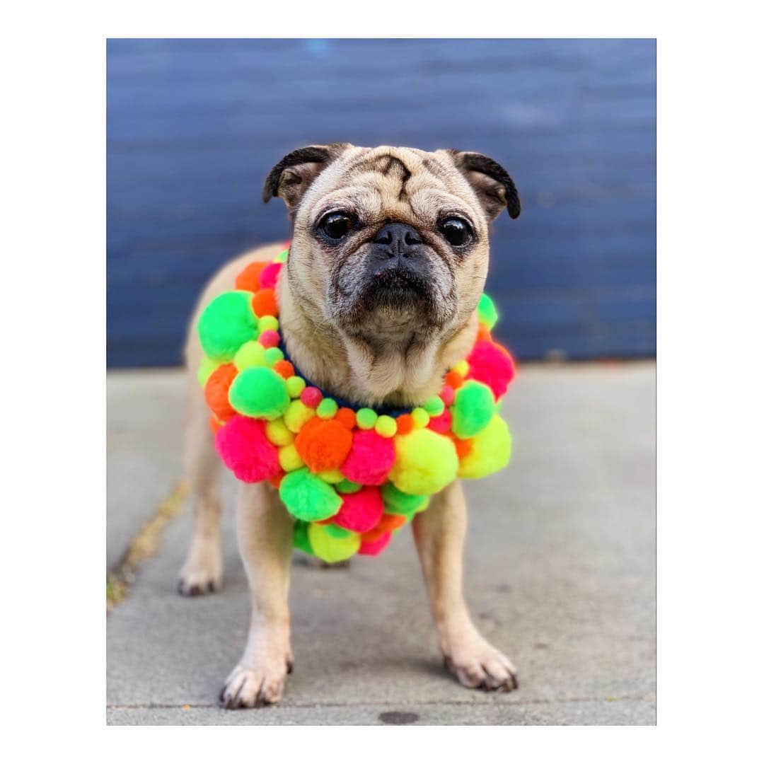 Melissa Santiagoのインスタグラム：「Dog harness, but make the dog look like a lamb you’d see on an acid trip.  SNMF! #DailyPug #LeicaHarrietPancakes #Pug #PugsOfInstagram #RavePug」