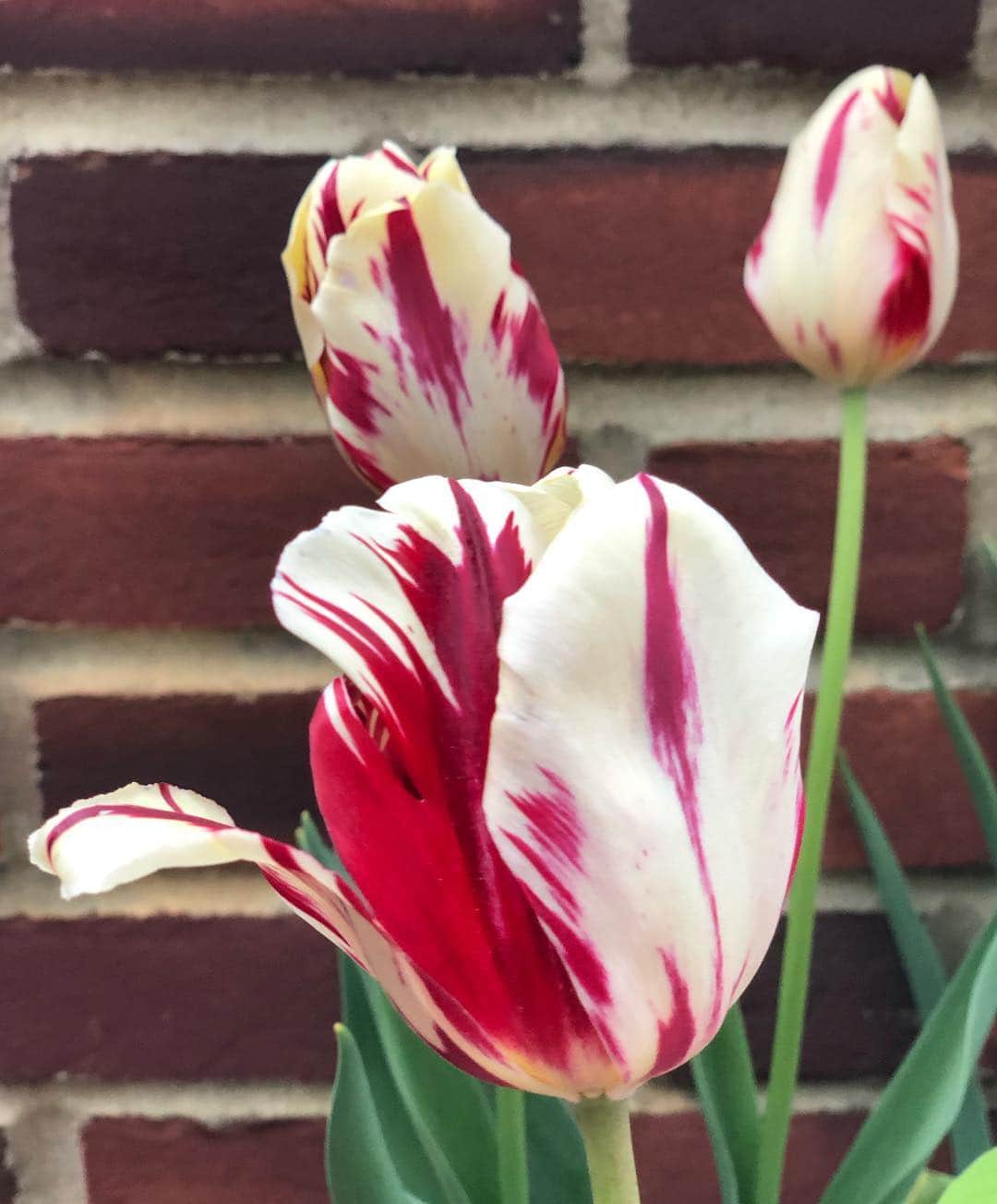 ザックポーゼンさんのインスタグラム写真 - (ザックポーゼンInstagram)「#Tulips #SylviaPlath」4月29日 9時42分 - zacposen