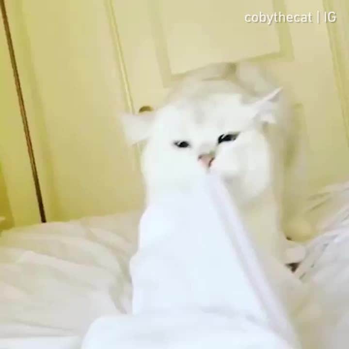 Aww Clubのインスタグラム