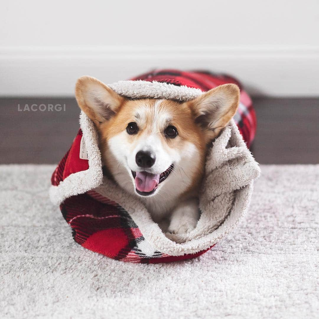 Geordi La Corgiさんのインスタグラム写真 - (Geordi La CorgiInstagram)「Happy Corg-nucopia 🤗」4月29日 10時20分 - lacorgi