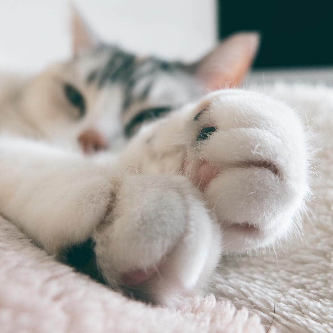 ホタテ＆クラム＆シラスのインスタグラム：「白クリームぱん #cat #neko #ScottishFold #猫 #ねこ #スコティッシュフォールド #catstagram #instagram #instagramjapan #ig_japan #igersjp」