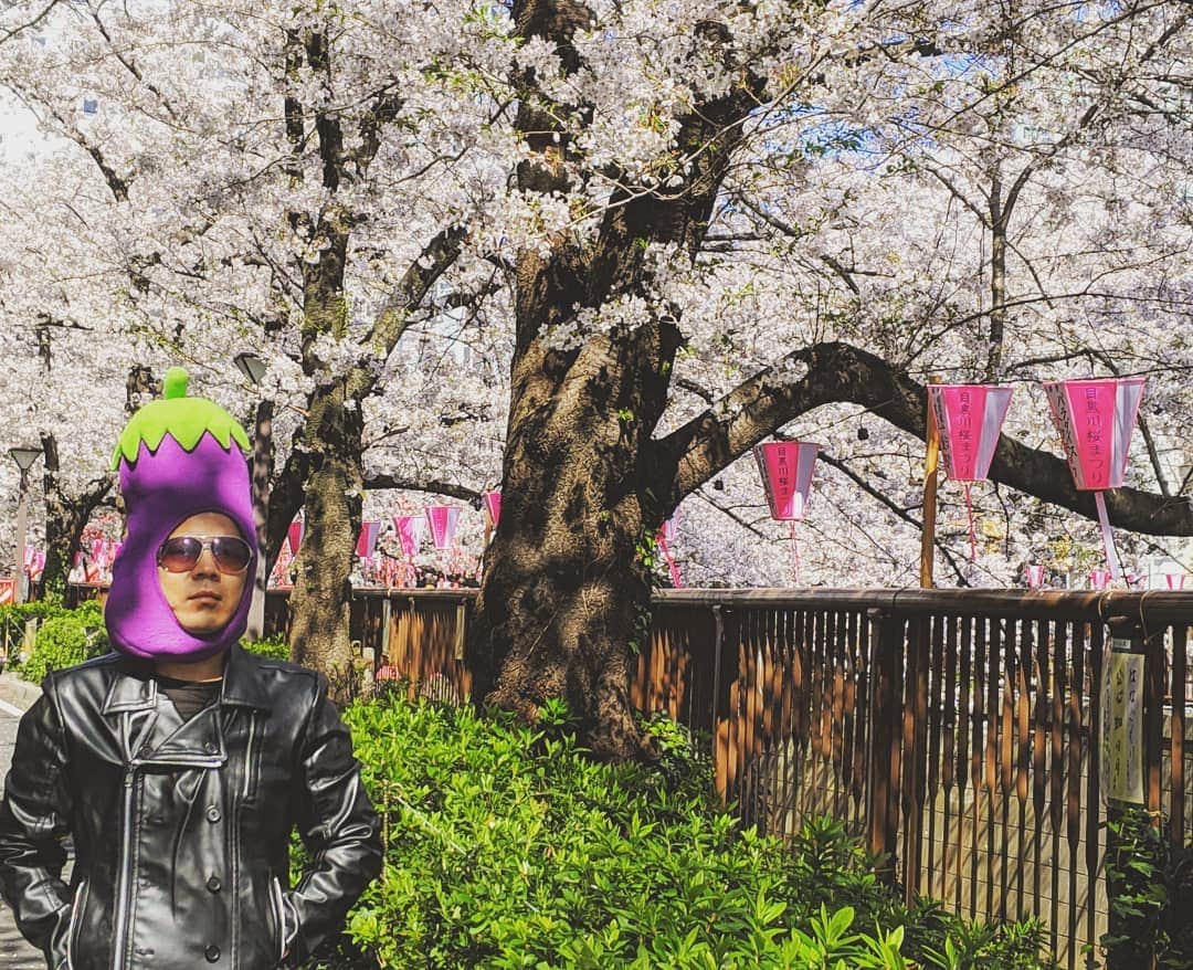 川原克己 さんのインスタグラム写真 - (川原克己 Instagram)「#花見」4月29日 10時45分 - tenjikunezumikawahara