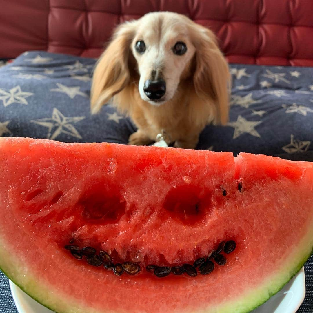 向日葵?さんのインスタグラム写真 - (向日葵?Instagram)「スイカ~🍉 ＊ #犬#ダックス#ダックスフンド#ミニチュアダックス#dachs#いぬぐみ📛#pecoいぬ部#シニア犬 #よく寝るシニア犬#わんぱく部#サンデイ#todayswanko #east_dog_japan #ボンボンハイスクール#スイカ」4月29日 11時10分 - hinata.miyuki