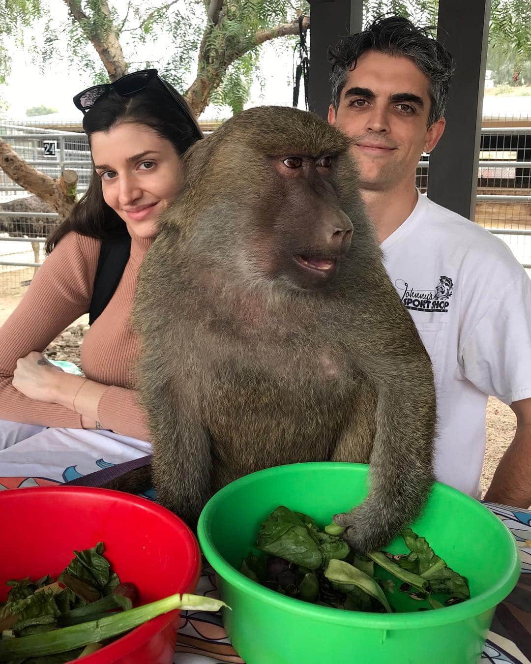 Dark Wavesのインスタグラム：「Always nice when you meet a baboon that’s more photogenic than you are」