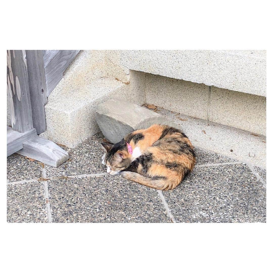nqouのインスタグラム：「#ネコさん発見シリーズ 🐈」