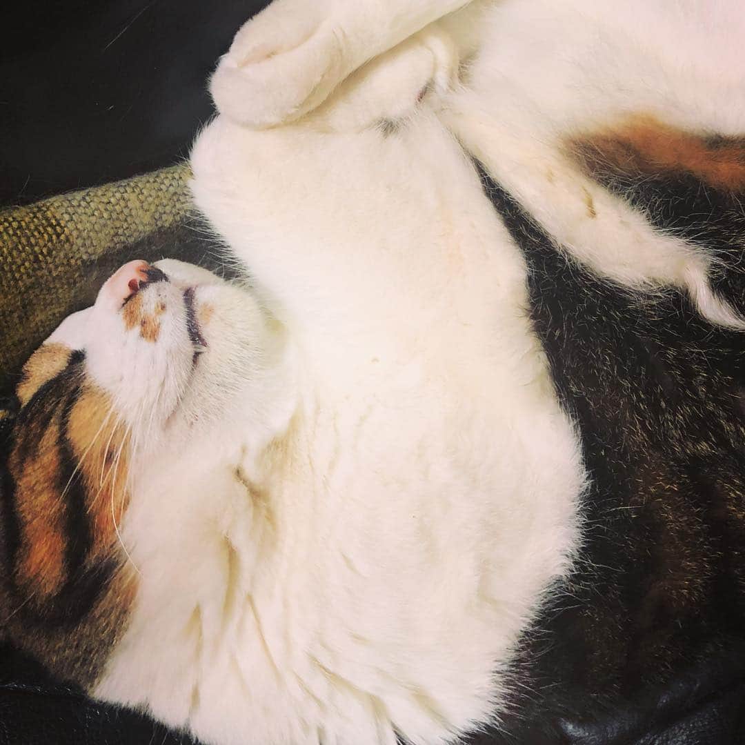 門倉聡のインスタグラム：「よく寝てる笑 #catstagram」
