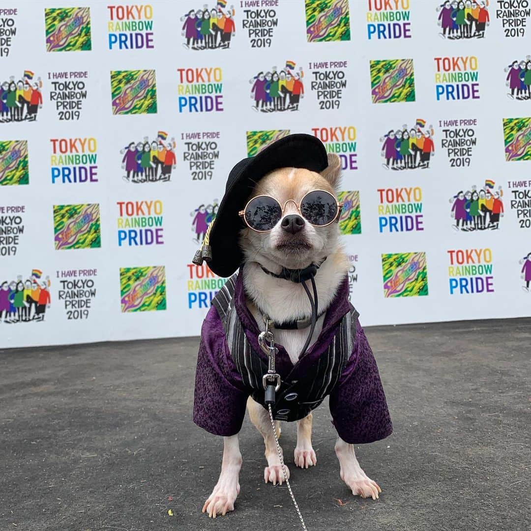 紋次郎さんのインスタグラム写真 - (紋次郎Instagram)「チワワエキスポにはこれなかったけど、レインボープライドには来れました😊 すごくもりあがってます！ なんかみんな楽しそう！ LGBTに関係なくたのしめますよ！ 代々木公園でーす あ、ちなみに自分は犬が好きです（笑）  #dog#dogstagram#instadog#chihuahua#barkbox#mydogiscutest#buzzfeed#dog_features#fluffypack#barkpack#dogsofinstaworld#dogsofinstagram#犬#チワワ#手作り#handmade#着物#fashion#紋次郎一家#チーム茶#ふわもこ部#igersjp#peco犬部#dogsofinstagram#dogfashion#excellent_dogs#レインボープライド」4月29日 12時06分 - montjiro