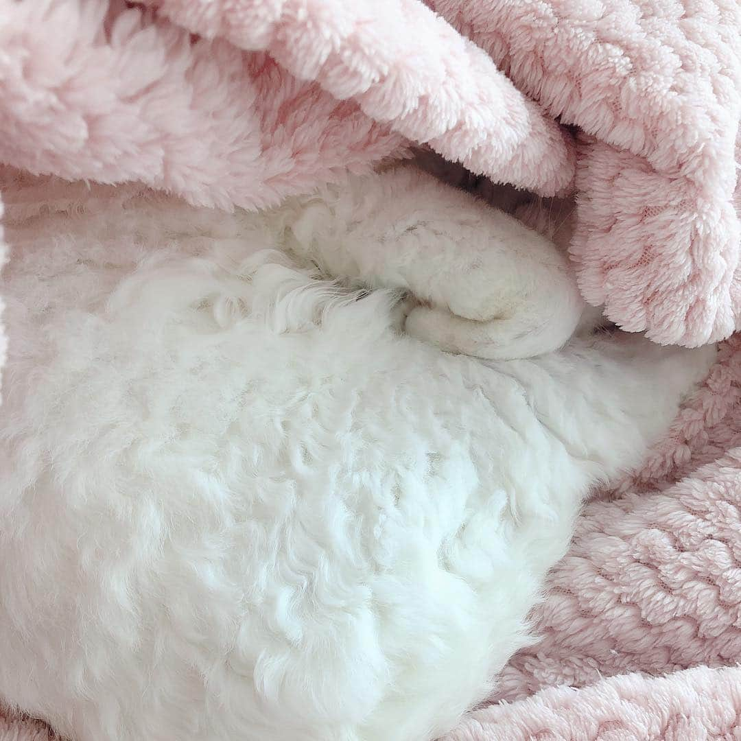 サニー さんのインスタグラム写真 - (サニー Instagram)「오~ 우리 귀염둥이 자는 모습이 뭔가 망개떡 같으헤구머니나!!!!!!!! #자는줄알았지 #아니야 #🤪 #소금」4月29日 12時14分 - 515sunnyday