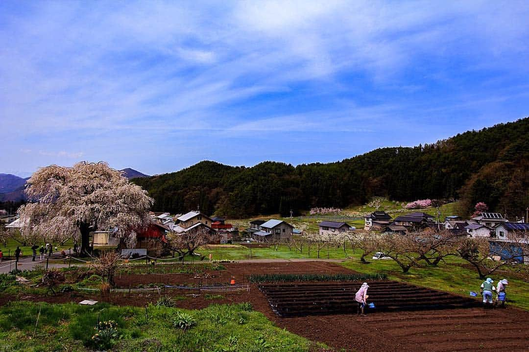 プンクマさんのインスタグラム写真 - (プンクマInstagram)「高山村の春 #高山村五大桜 #中塩のしだれ桜 #桜 #樹齢150年 #landscape #photo」4月29日 12時18分 - pnkm913