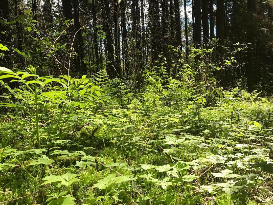 祐真キキさんのインスタグラム写真 - (祐真キキInstagram)「I love nature🌍🌎🌏 so beautiful and so much love  We don't have any rights to distroy these loves.  but I guess  I'm also complicit distroying these from using a cell phone and making electric waves in the air. or from using so many human things for living which we don't need..... What a contradiction.  but we have to think and do what we can do to keep these alive and keep us alive.🤔🌎🌿 本当にこの美しい自然 が好き。人間に 自然を無駄に破壊する権利は無い。  と同時に 携帯やら 便利な物を使って 自然破壊に加担する という矛盾  その矛盾の中で  自然をこれ以上壊さないように、人間も生きれるように  考え 行動していかねば  諦めるのは 簡単だし  罪だと 思う  そう思いながら  この携帯を使う  果てしない  矛盾だらけの中で 何が出来るか  考えます」4月29日 12時30分 - kikisukezane