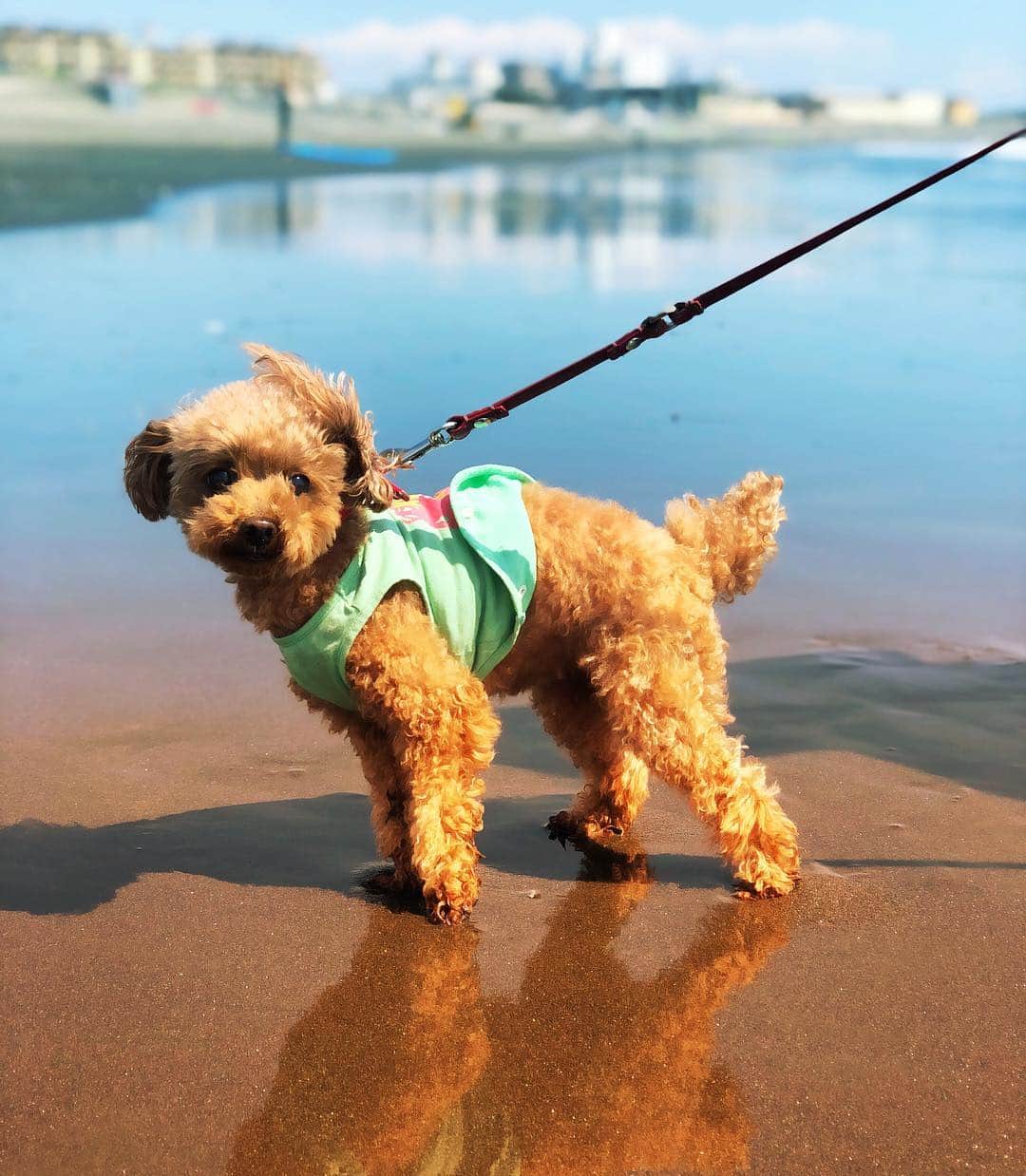内山理名さんのインスタグラム写真 - (内山理名Instagram)「GW♥️♥️ ・ #tink #mylovelydog  #toypoodle #sea ・」4月29日 12時40分 - rinauchiyama_official