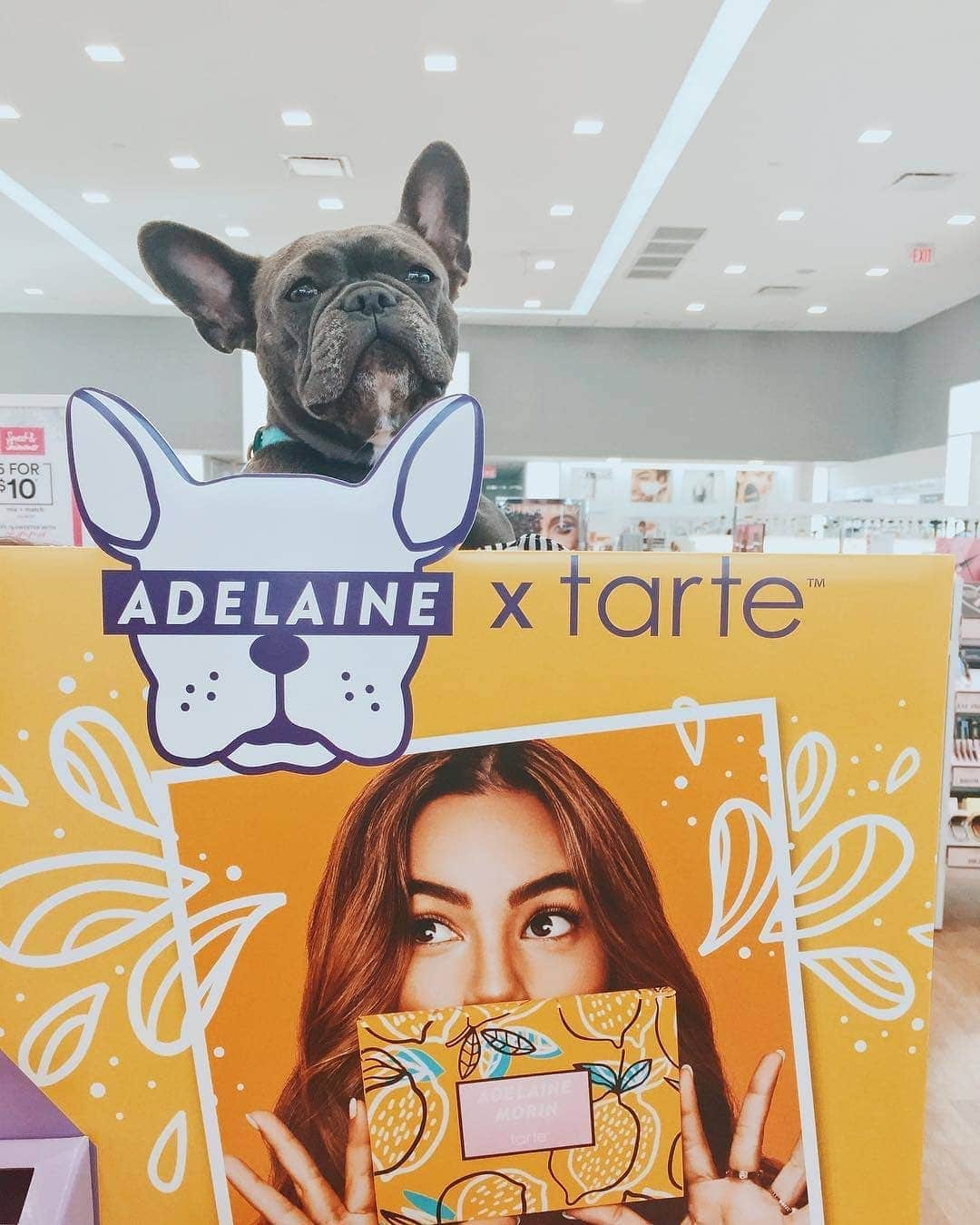 Tarte Cosmeticsさんのインスタグラム写真 - (Tarte CosmeticsInstagram)「@myfrenchienamedblue poppin' into her local @ultabeauty to snap a pic for the 'gram with our LIMITED-EDITION #Adelainextarte eye & cheek palette! 🐶🍋 TAG us in your pics so we can see! 💛  #crueltyfree #doubledutybeauty #GirlsSupportingGirls #Adelangels」4月29日 23時45分 - tartecosmetics
