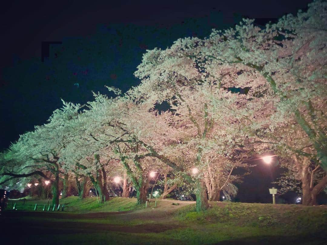 加藤響子さんのインスタグラム写真 - (加藤響子Instagram)「今日は秋田へ。 夜桜を見ながら武家屋敷の周りをお散歩。 母の実家のすぐそばです。  ソメイヨシノやシダレザクラは満開で、ちょうど見頃迎えています😌 #角館 #武家屋敷」4月29日 23時51分 - katokyooooooooo