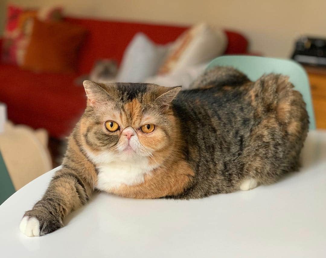Tinaのインスタグラム：「Is he staring at me? 🤔」