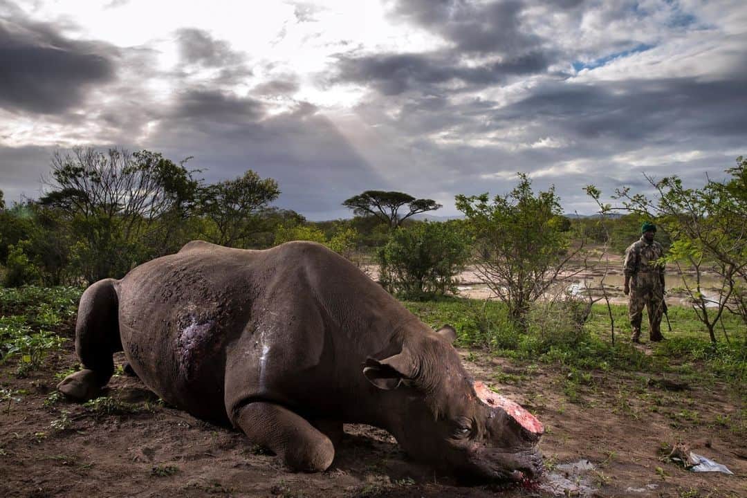 ルモンドさんのインスタグラム写真 - (ルモンドInstagram)「Ce rhinocéros noir a été retrouvé mort dans la réserve de Hluhluwe Umfolozi Game en Afrique du sud en mai 2016. Au cours de la dernière décennie, plus de 7 000 rhinocéros ont été tués par des braconniers pour leur corne.  Les délégués de 132 pays et les experts de l’IPBES entament lundi 29 avril, une semaine de discussions à Paris pour alerter sur la disparition accélérée du vivant. La sixième extinction de masse des espèces est bel et bien en cours. Au terme de cette session de l’IPBES, les représentants des gouvernements devront aussi approuver mot par mot, comme il en va des travaux du GIEC sur le climat, un « résumé pour les décideurs » d’une trentaine de pages, synthétisant les principaux messages, qui sera rendu public lundi 6 mai. C’est ce document politique qui, bien qu’il n’ait pas de caractère contraignant, devra ensuite guider l’action des Etats. - Photo : Brent Stirton / Getty Images (@brentstirton @gettyimages)」4月29日 22時27分 - lemondefr