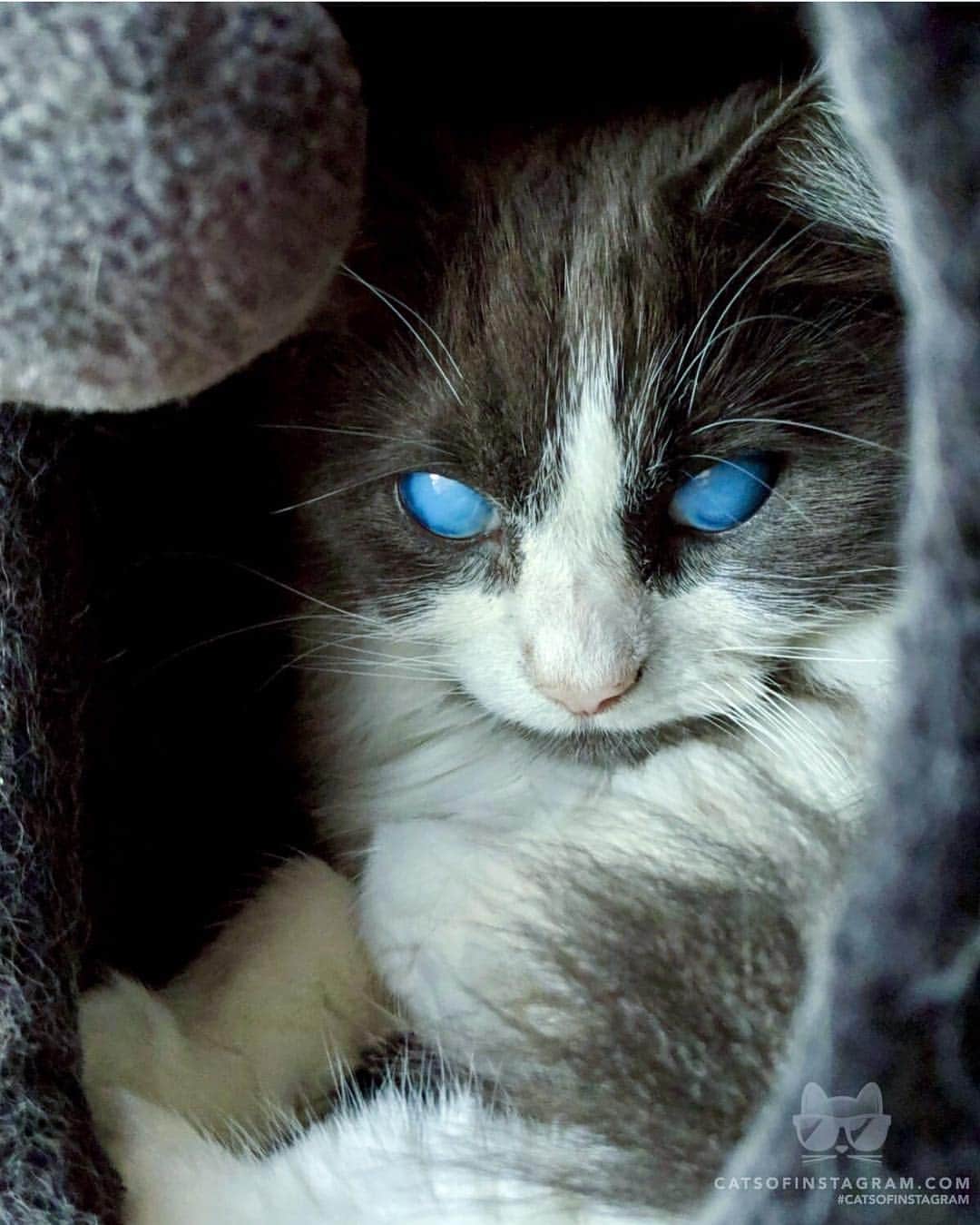Cats of Instagramさんのインスタグラム写真 - (Cats of InstagramInstagram)「From @louie_blind_cat: “White Walker kitty!” #catsofinstagram」4月29日 22時30分 - cats_of_instagram