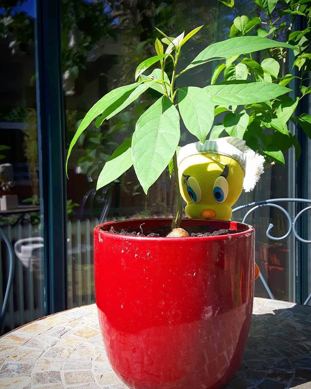 Little Yellow Birdさんのインスタグラム写真 - (Little Yellow BirdInstagram)「My brave little avocado plant is growing up fast...today he moved out of the house and into a bigger pot! #littleyellowbird #tweety #tweetykweelapis #adventures #yellow #bird #avocado #plant #pit #stekje #avocadoplant #growing #movingout #groenevingers #fingerscrossed #garden #healthy #monday #stuffedanimalsofinstagram #plushiesofinstagram」4月29日 22時31分 - tweetykweelapis