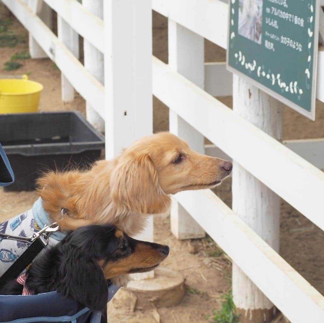 Sora Momoのグルメインスタ
