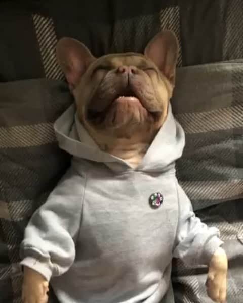 DogsOf Instagramのインスタグラム：「“Monday u done yet?😴” writes @kingcody.frenchie  #dogsofinstagram」