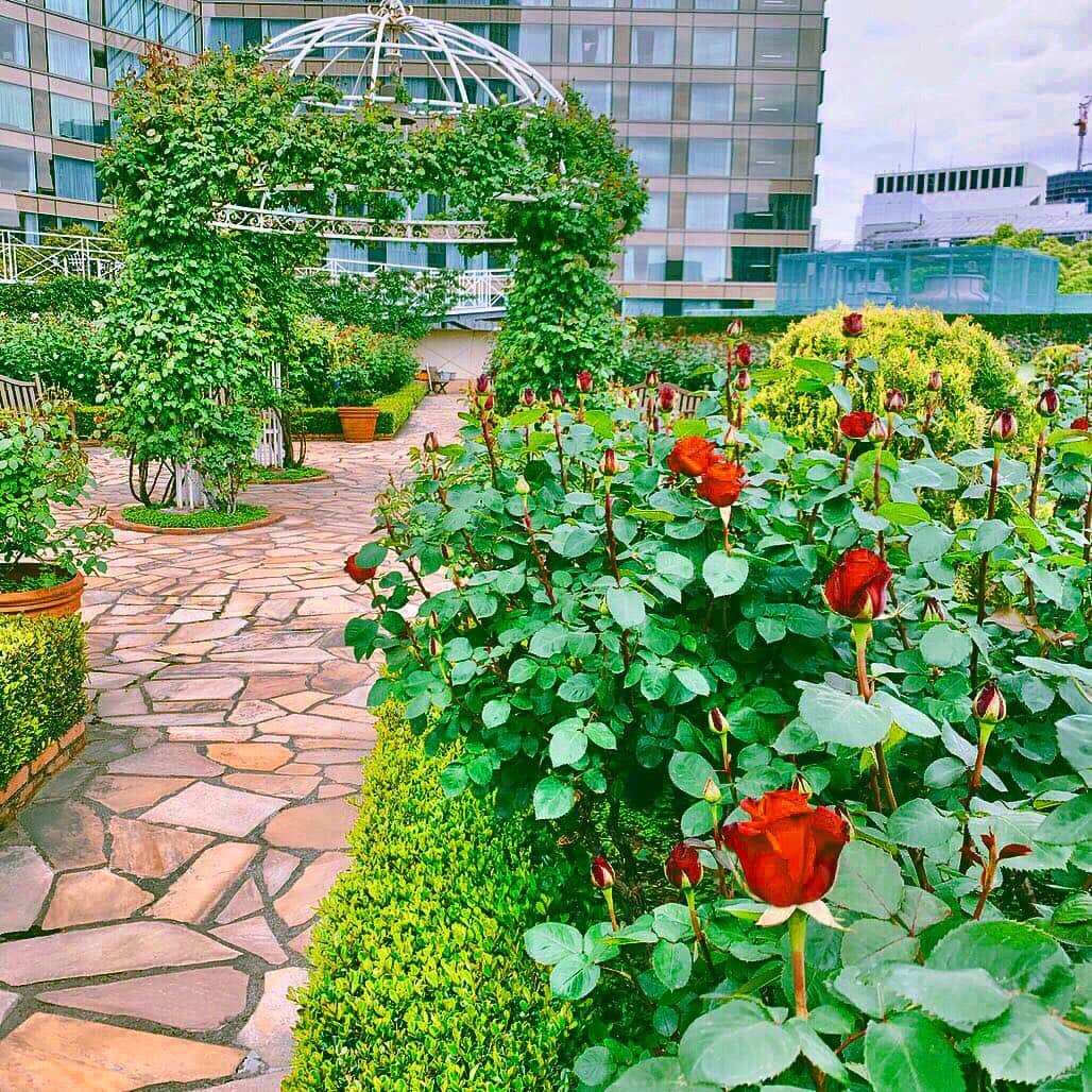 ホテル ニューオータニさんのインスタグラム写真 - (ホテル ニューオータニInstagram)「The red roses in Hotel New Otani Tokyo’s #rosegarden are starting to bloom! #オータニローズガーデン のバラが咲き始めました。5月からはインスタグラムキャンペーンも始まります！詳しくは当アカウントのハイライトをご覧ください。 #ローズ #バラ #赤坂 #四ツ谷 #ホテルニューオータニ #rose #redrose #blooming #akasaka #yotsuya #tokyo @hotelnewotanitokyo」4月29日 22時45分 - hotelnewotanitokyo