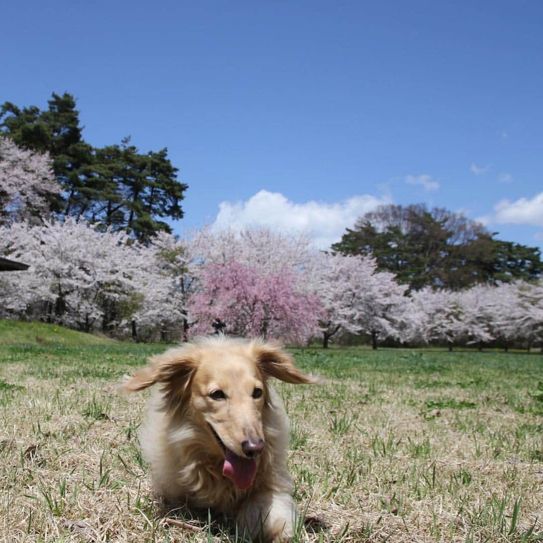 のインスタグラム：「🌸🐶うへへ🎵🌸 #桜ワンコ  #カメラ嫌い同好会 #pecoいぬ部 #犬の生活が第一 #癒しわんこ #dachshund #犬バカ部 #短足部 #ふわもこ部 #tokyocameraclub #東京カメラ部」