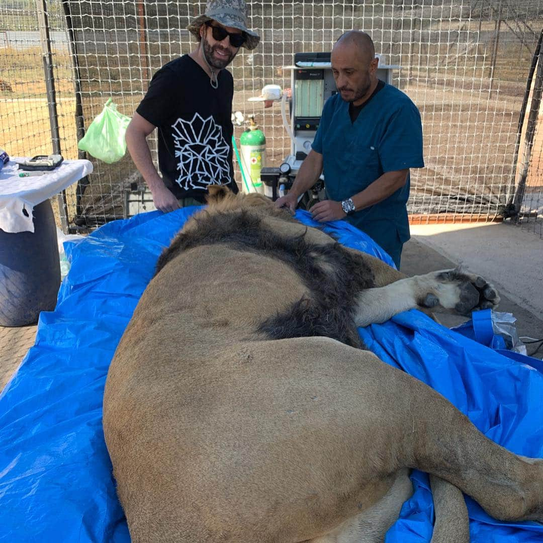 Black Jaguar-White Tiger さんのインスタグラム写真 - (Black Jaguar-White Tiger Instagram)「Some pictures from Sonny’s surgery 10 days ago. We decided to operate him on site to make his recovery easier by being right next to his siblings. Today, he’ll be with them again without a fence in between. #BabySonnyBJWT @drpuentecompean @drmariomacias」4月29日 23時08分 - blackjaguarwhitetiger