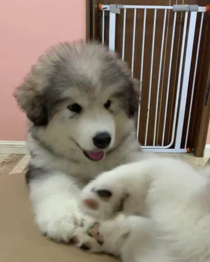 husky and malamuteのインスタグラム：「Naughty little guy.🥰🥰 follow @alaskandaily （Twitter：alaskandaily）for more cute pic and video.😜 ……………………………………………………………… Each video was approved by the original author. But  don't have a Instagram account. We are first one post those video. So watermark credit @alaskandaily ……………………………………………………………… #alaskan#malamute#alaskanmalamute#alaskanhusky#malamutesofinstagram#puppylife#puppylove#puppydog#puppylover#dogdays#malamutepuppy#huskies#huskeypuppy#huskeiesreq#siberian#huskeiesofig#dogslife#dogsofnyc#cutedog#cutedogs#huskeypics#huskeylovers#huskygram#huskeylove#huskiesofinstagram#dogsofnyc#husky#狗」
