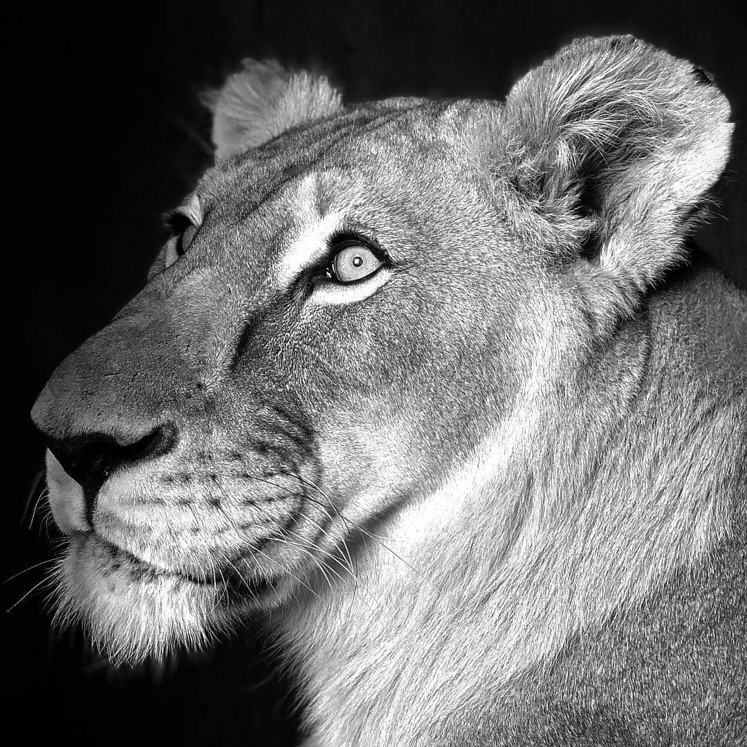 Kevin Richardson LionWhisperer さんのインスタグラム写真 - (Kevin Richardson LionWhisperer Instagram)「Gorgeous Meg. Question is, do you prefer colour or black and white? #blackandwhitephotography #colourphotography #savehabitat #savelions」4月29日 23時18分 - lionwhisperersa