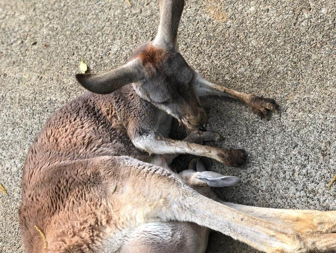 佐々木舞夕さんのインスタグラム写真 - (佐々木舞夕Instagram)「. 動物園🐘🦁 多摩動物公園 めっちゃ歩いた広すぎてびっくりした🥺  #多摩動物公園#Tamazoo#zoo#animal#animalphotos#tama#tokyo#動物園#象#🐘#休日#offday#デート#夫婦#2人の時間#動物みたいな旦那#鳥類が可愛かった#鳥好き#平成最後のデート#平成最後#最後って言えばいいみたいなかんじ#嫌いじゃない#平成最後の動物園#笑#tntrp」4月29日 23時34分 - truffe_m_123